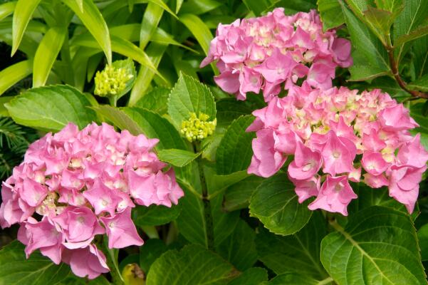 繡球花什么時(shí)候扦插，春秋兩季最為合適