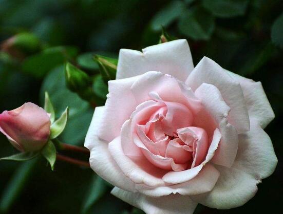 薔薇花的花語大全，細數(shù)薔薇花九大品種花語
