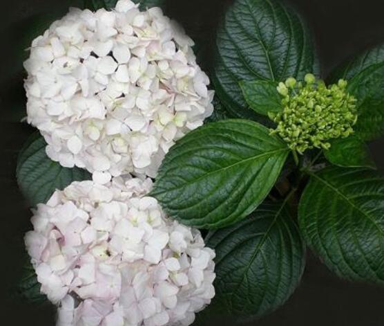 繡球花可以噴水嗎，可以/促進(jìn)枝葉生長(zhǎng)、花開茂盛