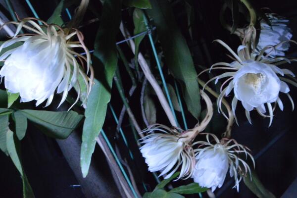 曇花花后如何處理，及時(shí)進(jìn)行修剪并補(bǔ)充養(yǎng)分