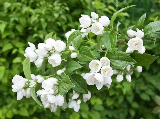 茉莉不開花是什么原因,注意這六點讓你的茉莉花爆盆