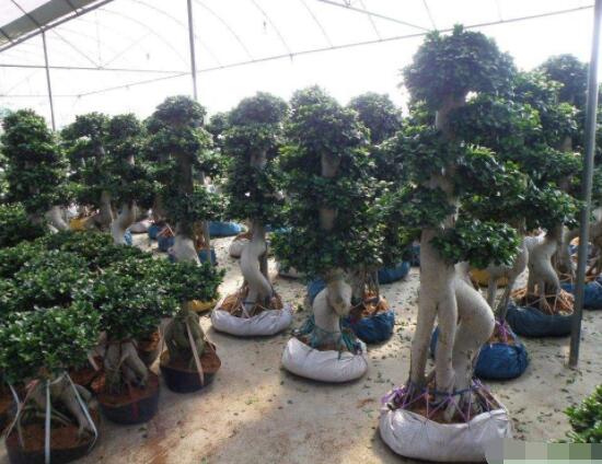 榕樹盆景病蟲害防治方法，盤點(diǎn)最全面四種常見病蟲害