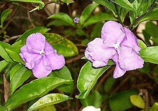 番茉莉怎么養，八大方法教你養得郁郁蔥蔥