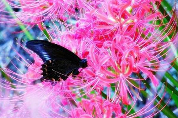 彼岸花的種植方法，只需記住四大要點(diǎn)即可