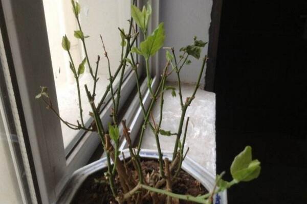 茉莉花葉子發黑怎么回事，最常見3種原因及處理方法