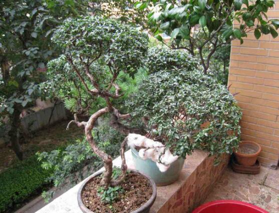六月雪花怎么施肥，六月雪花施肥方法