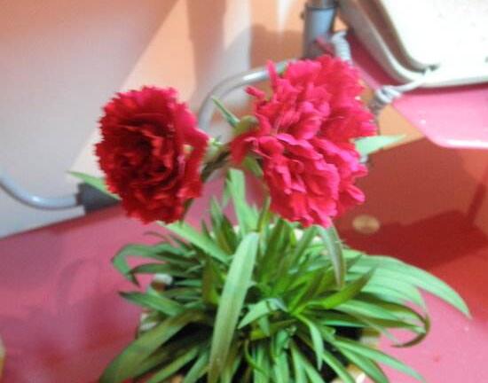 康乃馨什么時候開花，康乃馨的花期多長