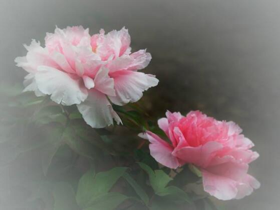 牡丹花花語(yǔ)是什么，代表著富貴吉祥、繁榮昌盛