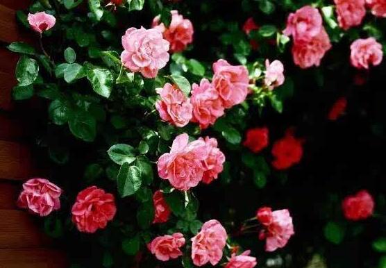薔薇花葉子發黃怎么辦，薔薇花葉子發黃解決辦法