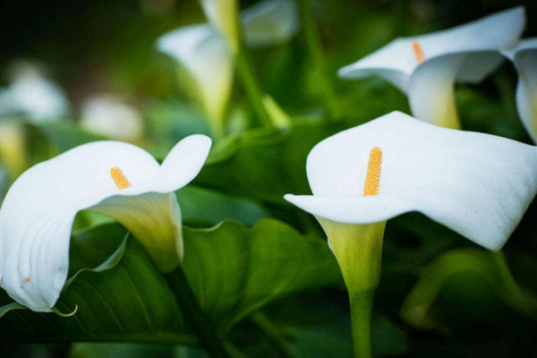 馬蹄蓮開花后怎么處理,花后1~2周進(jìn)行修剪