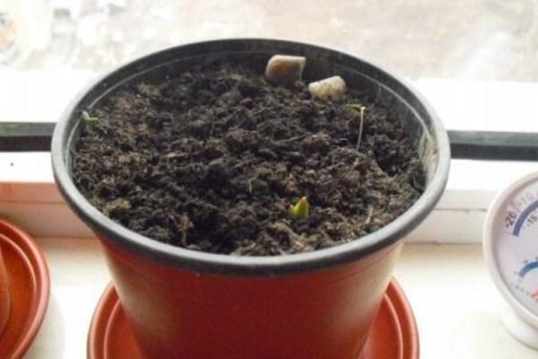牽牛花的種植方法圖解，確保種子成活的4大要點(diǎn)