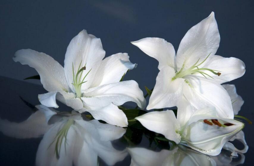 百合花怎么養水里，水培的4個注意事項