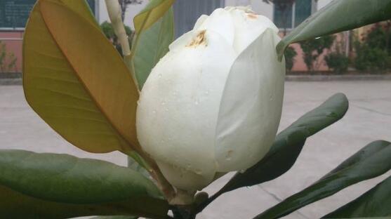 橡皮樹(shù)開(kāi)花嗎，橡皮樹(shù)多久開(kāi)花(一年兩次）