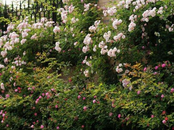 薔薇花花期，薔薇花在哪個季節開