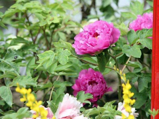 牡丹花什么時候開,牡丹花在每年5月開花(一年開一次)