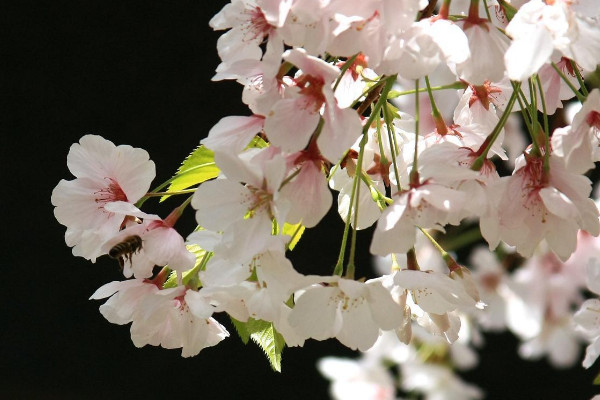 櫻花適合在哪里種植，溫帶或亞熱帶地區(qū)氣候最適宜