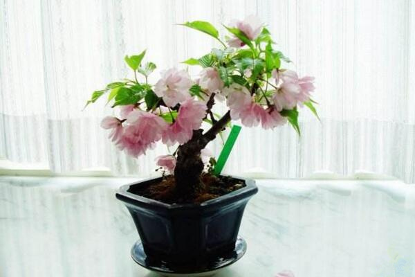 櫻花盆栽種植方法，每年的3-4月種植成活率最高