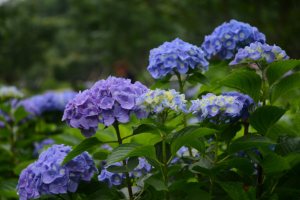 繡球花怎么在花瓶里養，確保通風性和陽光適宜