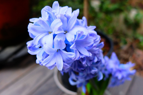 風(fēng)信子花謝了怎么處理，在沙土中保存種球
