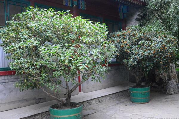 桂花樹(shù)什么時(shí)候開(kāi)花，四季桂一年四季都能開(kāi)花