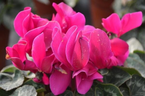 仙客來(lái)開(kāi)花后怎么處理，仙客來(lái)花后養(yǎng)護(hù)方法