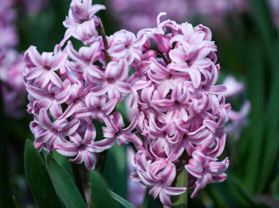 風(fēng)信子開(kāi)花后怎么處理，開(kāi)花后處理方法