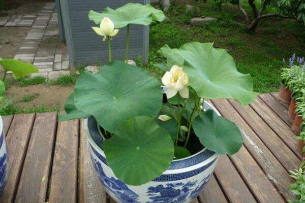 荷花能在室內(nèi)養(yǎng)嗎，可以在室內(nèi)養(yǎng)但要做好以下幾點