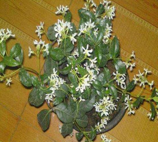 茉莉花的常見品種，欣賞最好看的六大品種