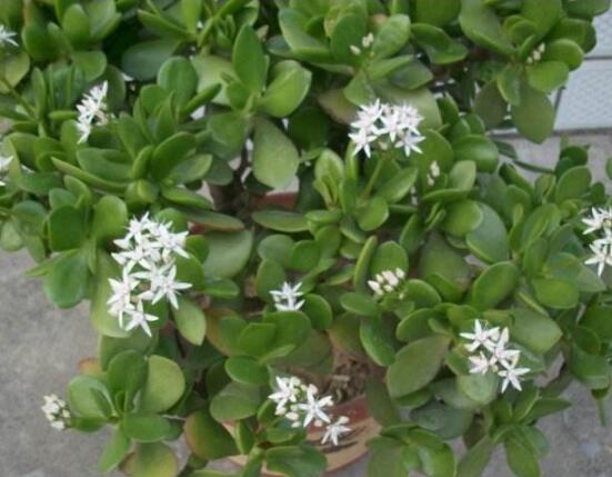 關于玉樹開花的迷信說法，（玉樹開花人離世）是假的