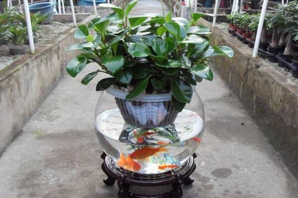 豆瓣綠可以水培嗎，豆瓣綠水培詳細步驟