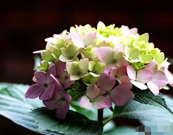 繡球花花期多久，花開(kāi)花謝持續(xù)25天(6-8月開(kāi)花)
