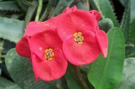 虎刺梅不開花什么原因，老農(nóng)總結(jié)最實(shí)用三種解決方法