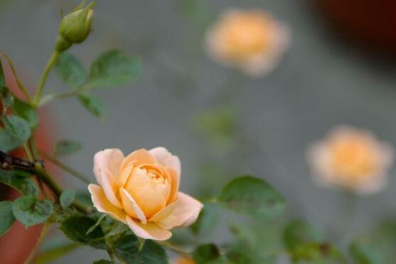 家庭種植薔薇花有什么好處，薔薇花是綠花遮陰的好幫手
