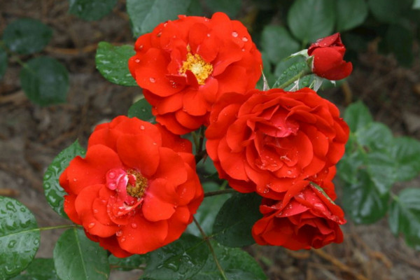 月季花的栽培方法，5步即可完成月季花栽培