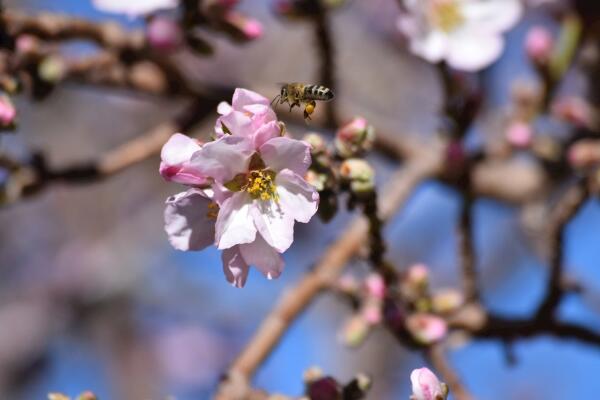 櫻花的繁殖方法，櫻花繁殖以扦插、播種以及嫁接為主