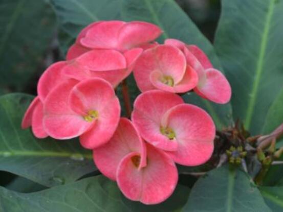虎刺梅不開花什么原因，老農(nóng)總結(jié)最實(shí)用三種解決方法