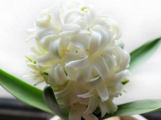 風(fēng)信子的花語(yǔ)，點(diǎn)燃生命之火，永遠(yuǎn)的懷念