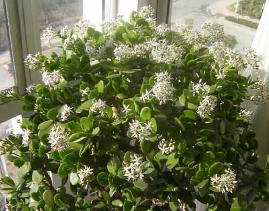 玉樹會開花嗎，玉樹開花的寓意是什么