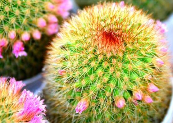 仙人球花語(yǔ)象征與寓意，堅(jiān)強(qiáng)、溫暖、柔弱、孤獨(dú)