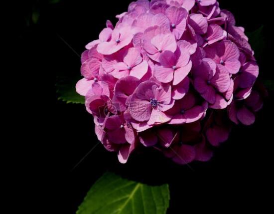 繡球花花期多久，花開(kāi)花謝持續(xù)25天(6-8月開(kāi)花)