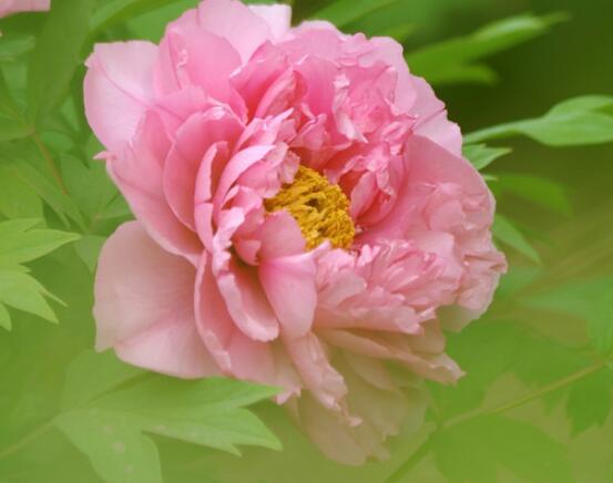 牡丹花語寓意，富貴吉祥、繁榮昌盛/吉祥幸福、美好憧憬