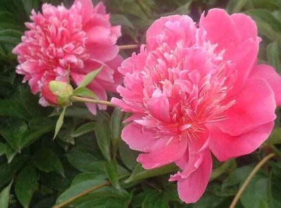 盆栽芍藥花的養(yǎng)殖方法，五個(gè)要點(diǎn)幫你生長(zhǎng)的青翠碧綠