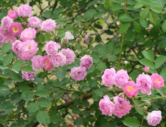 薔薇花種子怎么種，盤點(diǎn)薔薇花種子種法