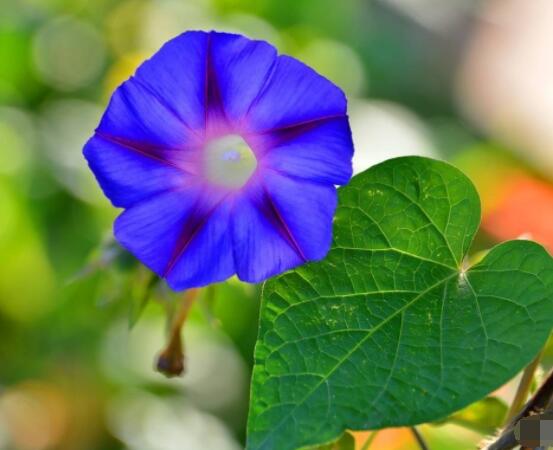 牽牛花什么季節開花，每年的夏秋開花(6-10月)