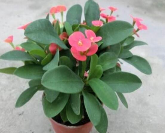 虎刺梅花期多少天，一年四季均可開花(養殖得當)