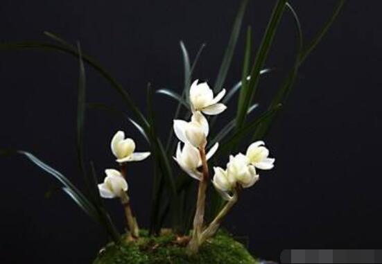 蘭花哪個品種最好，素冠荷鼎天價難買(鎮園之寶)