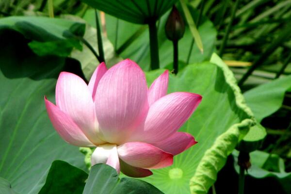 如何養(yǎng)荷花，荷花養(yǎng)殖5大要點