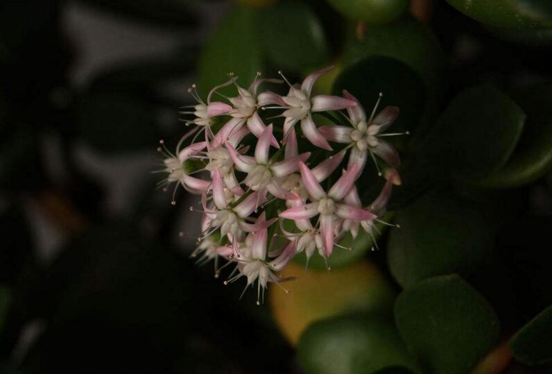 燕子掌植物怎么養(yǎng)，適宜的土壤和水份最關(guān)鍵