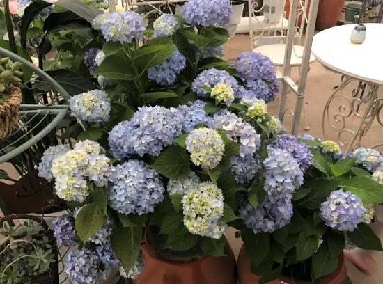 繡球花什么時候開花，繡球花一年開幾次花