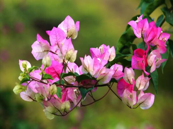 三角梅不開花，教你三種原因以及解決辦法